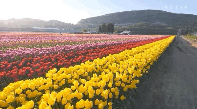Video pan of a field of multi-colored tulips