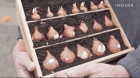 Video of a gardener pointing to the three levels of bulbs th