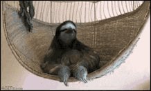 Sloth Deal With It GIF