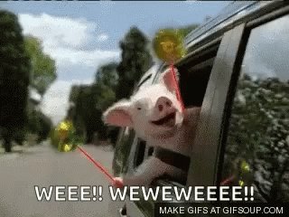 GEICO PIG GIF