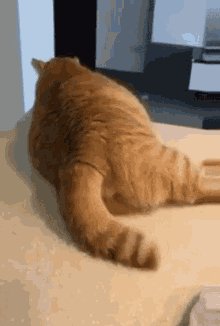 橘貓 肥祥 GIF