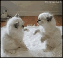 Baby Cats Fighting GIF