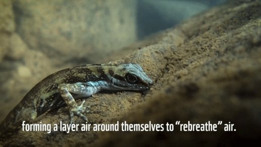 水に18分も潜ったままでいられる南米のトカゲ 鼻から出た気泡の再呼吸 数年前に発見されたけど潜水時間伸ばすためなのか確実じゃなかったとかで 詳細に研究して本当に伸ばすためにやってる 水中への適応 水にco2が溶け出すので単なる空気タンク以上の効果ある 水に18分も潜ったままでいられる南米のトカゲ 鼻から出た気泡の再呼吸 数年前に発見されたけど潜水時間伸ばすためなのか確実じゃなかったとかで 詳細に研究して本当に伸ばすためにやってる 水中への適応 水にco2が溶け出すので単なる空気タンク以上の効果ある