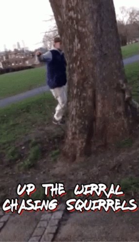 Wirral Squirrel GIF