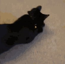 Black Cat GIF