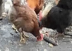 Chicken Stare GIF