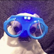 Blue Glasses GIF