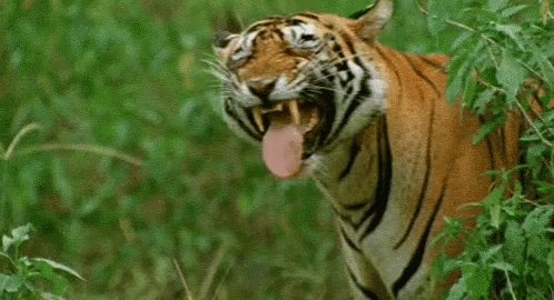 Hey Tiger GIF