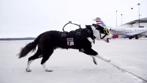 fun running GIF by Great Bi...