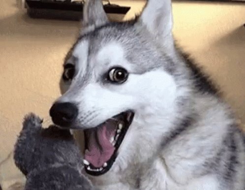 Husky Pun GIF