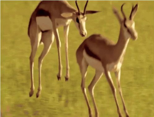 Deer Gazelle GIF