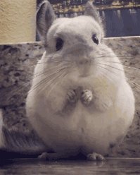 Mouse Hamster GIF by Demic