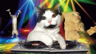 Cat Party GIF