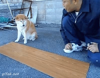 Dog Dog Helper GIF