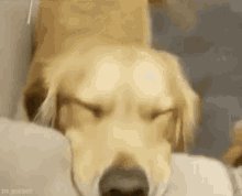 Dogs Cute GIF