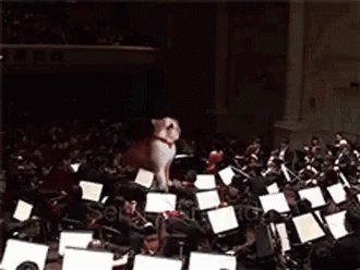 Cat Orchestra GIF