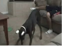 Dog Laserpointer GIF