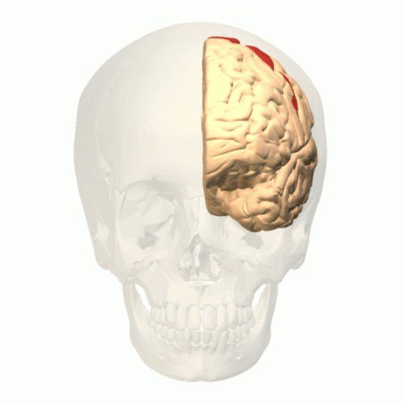 Gif ilustrativo mostra área motora do cérebro.