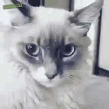 Gif: a shocked-looking cat leans back with widening eyes.