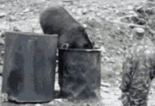 Animal GIF