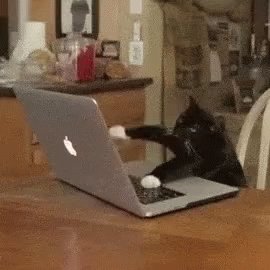 Cat Work It GIF