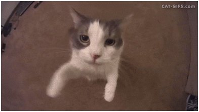 In Love Cat GIF