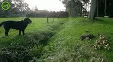 Dogs Jump GIF