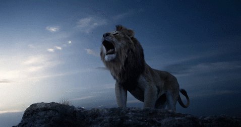 Aslan GIFs