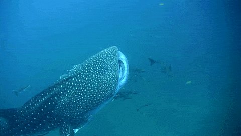 Whale Shark GIF by Oceana