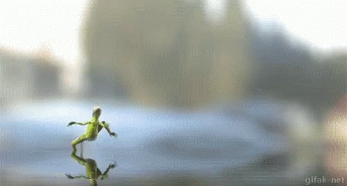 Lizard Walkin On Water GIF