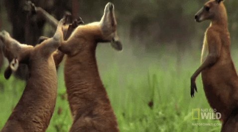 Kangaroos Fighting