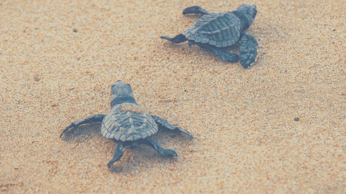 Save the Date! "Virtual dialogue: Learn about the conservation of sea turtles and remote beaches" This thursday with @centroamb. More info: https://t.co/ickPXna4hA
