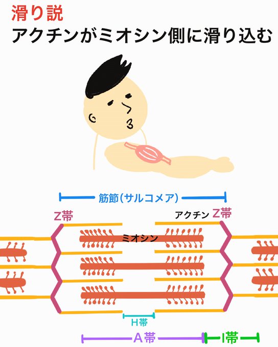 ทว ตล าส ดゴロ 解剖生理イラスト 1 ว เคราะห ทว ตเตอร กราฟ ก Whotwi