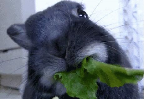 Bunny Spinach GIF