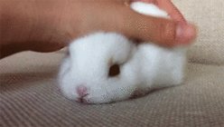 Pet, Pet, Pet, Pet. Bunny. GIF
