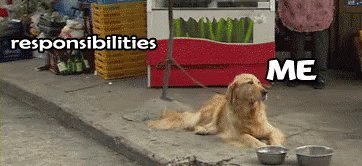 Dog Cute GIF