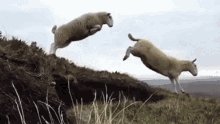 Mouton Saut Mouton GIF