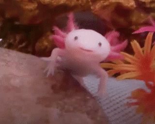 Minecraft Have Your Axolotl Scooping Buckets At The Ready Caves Cliffs Part I Releases Tomorrow T Co Cuceemyrsr Twitter