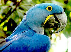 bird parrot GIF