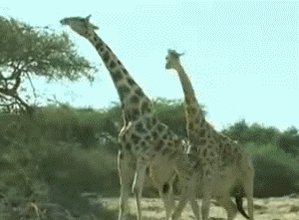 Giraffe Fight!! (It Looks A...