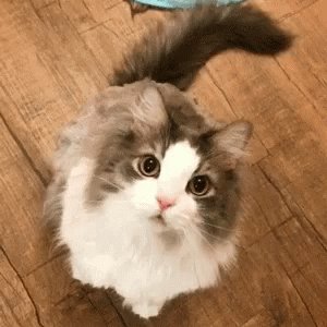Wink Cat Winking GIF