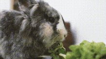 Chachou Lapin GIF