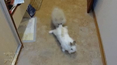 Rabbit Dog GIF