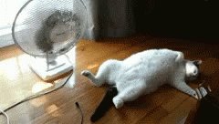 Hot Cat GIF