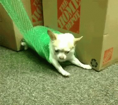 Dog Wrap GIF