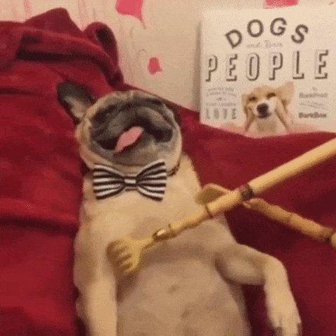 Dog Pug GIF