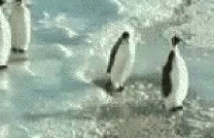 Penguins Siblings GIF