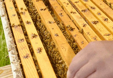 Frame Honey GIF by University of Florida