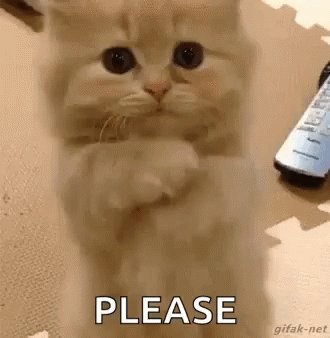 Cat Begging GIF