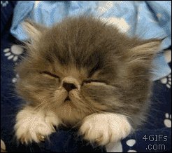 Cat GIF